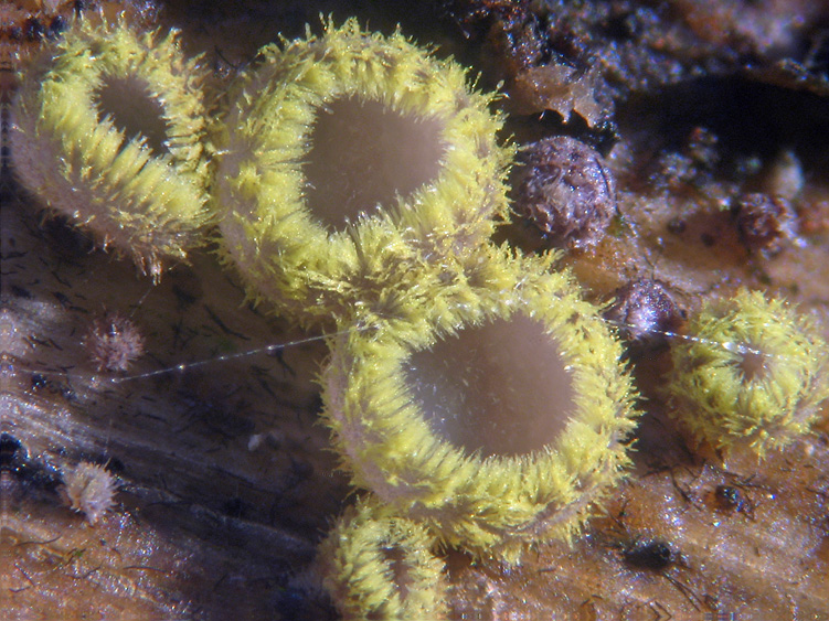 Dasyscyphus sulfureus